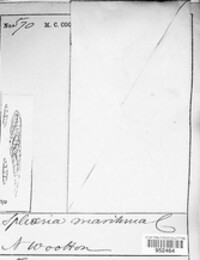 Image of Bicrouania maritima